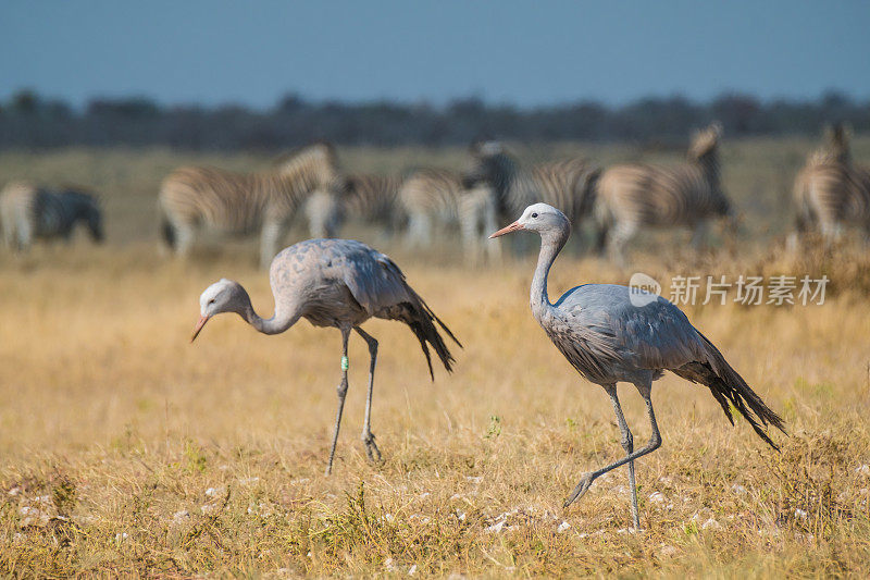 纳米比亚，Etosha国家公园，奥卡库霍，Nebrownii Waterhole，蓝鹤在成群的Buchell中。